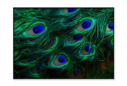 Close Up of a Peacock's Feathers with Blue Eyes Home Decor Premium Quality Poster Print Choose Your Sizes