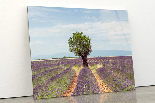 Lavender Row Leading To an Almond Tree Acrylic Glass Print Tempered Glass Wall Art 100% Made in Australia Ready to Hang