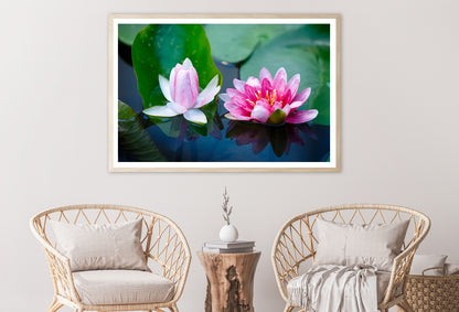 A Group of Pink Flowers Blooming On a Lily Pad Home Decor Premium Quality Poster Print Choose Your Sizes