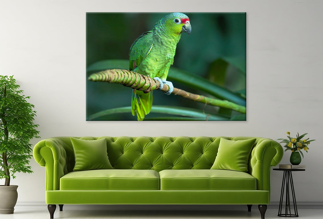 Red-Lored Amazon Parrot Costa Rica Wall Art Decor 100% Australian Made