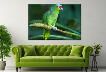 Red-Lored Amazon Parrot Costa Rica Wall Art Decor 100% Australian Made