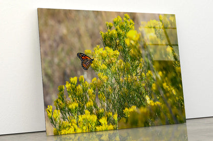 View of a Monarch Butterfly Resting On a Plant Acrylic Glass Print Tempered Glass Wall Art 100% Made in Australia Ready to Hang