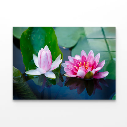 A Group of Pink Flowers Blooming On a Lily Pad Acrylic Glass Print Tempered Glass Wall Art 100% Made in Australia Ready to Hang