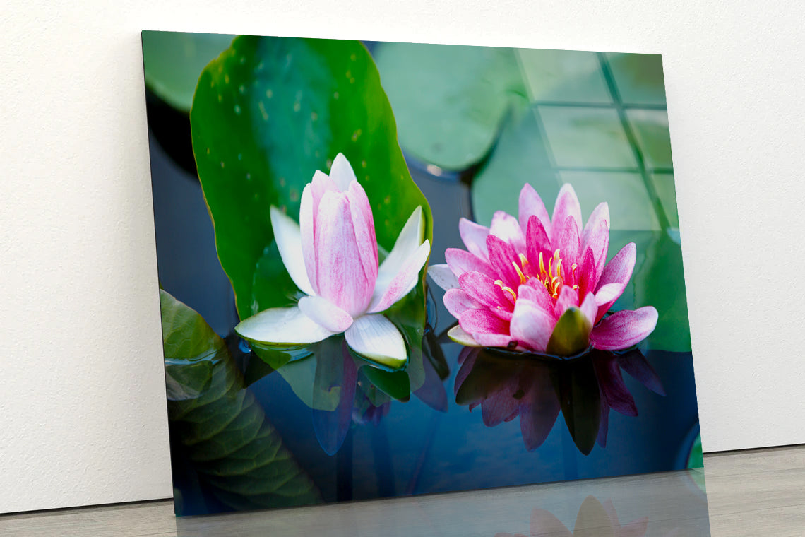 A Group of Pink Flowers Blooming On a Lily Pad Acrylic Glass Print Tempered Glass Wall Art 100% Made in Australia Ready to Hang