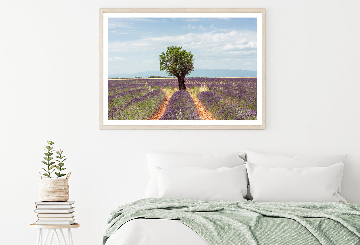 Lavender Row Leading To an Almond Tree Home Decor Premium Quality Poster Print Choose Your Sizes