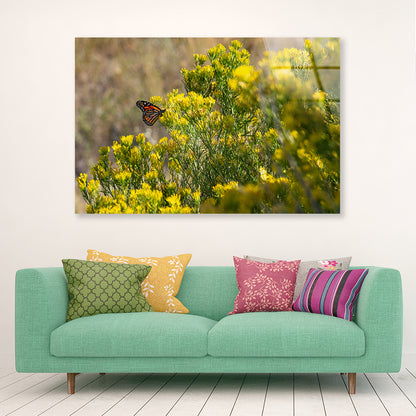 View of a Monarch Butterfly Resting On a Plant Acrylic Glass Print Tempered Glass Wall Art 100% Made in Australia Ready to Hang