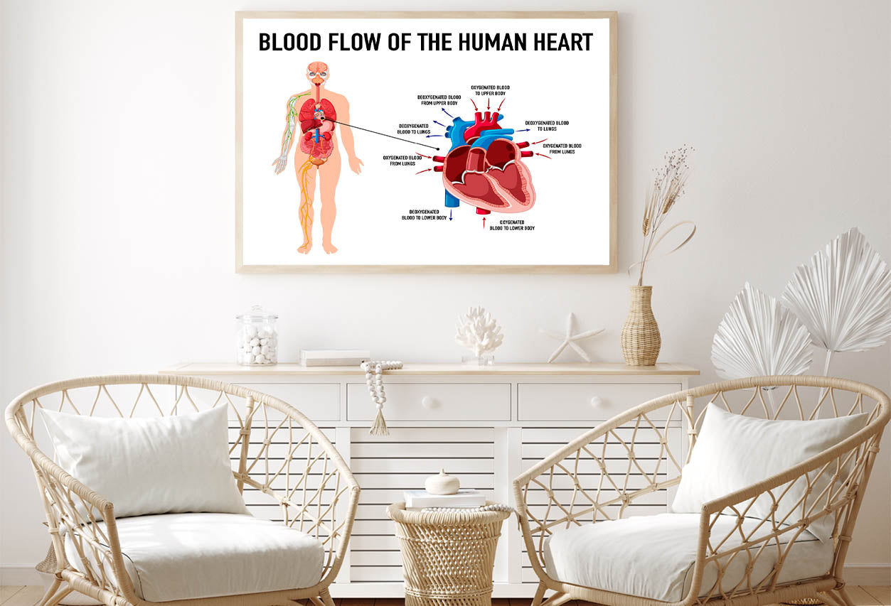 Blood Flow of Human Heart Illustration Home Decor Premium Quality Poster Print Choose Your Sizes