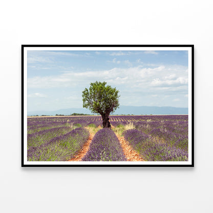 Lavender Row Leading To an Almond Tree Home Decor Premium Quality Poster Print Choose Your Sizes