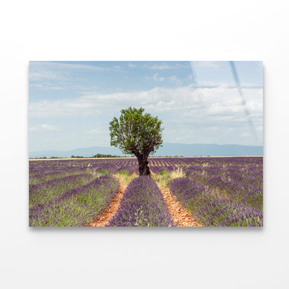 Lavender Row Leading To an Almond Tree Acrylic Glass Print Tempered Glass Wall Art 100% Made in Australia Ready to Hang