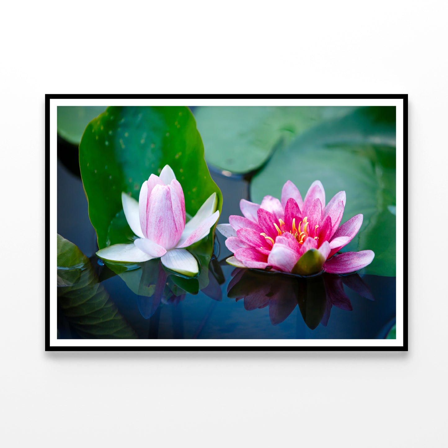 A Group of Pink Flowers Blooming On a Lily Pad Home Decor Premium Quality Poster Print Choose Your Sizes