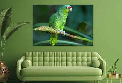 Red-Lored Amazon Parrot Costa Rica Wall Art Decor 100% Australian Made