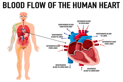 Blood Flow of Human Heart Illustration Home Decor Premium Quality Poster Print Choose Your Sizes