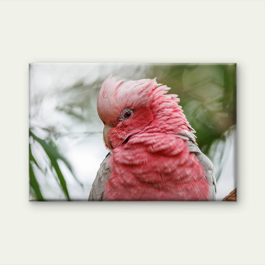 Galah Cockatoo Western Australia Wall Art Decor 100% Australian Made