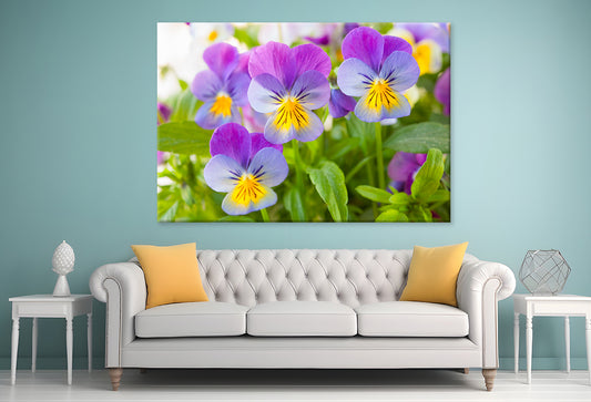 Beautiful pansy flowers in garden  Wall Art Decor 100% Australian Made