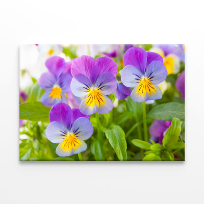 Beautiful pansy flowers in garden  Wall Art Decor 100% Australian Made