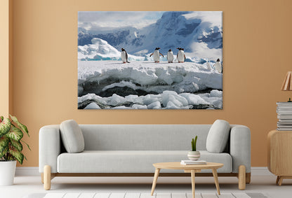 Antarctica Penguin Expedition  Wall Art Decor 100% Australian Made