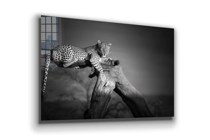 African Leopard B&W UV Direct Aluminum Print Australian Made Quality