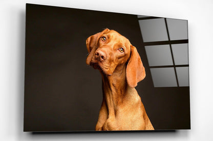 Hungarian Vizsla Acrylic Glass Print Tempered Glass Wall Art 100% Made in Australia Ready to Hang