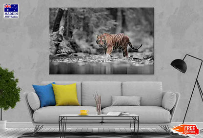 Blue Eye Tiger at Forested River 90x60cm Print 100% Australian Made