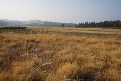 A Field Of Brown Grass with Trees in autumn Home Decor Premium Quality Poster Print Choose Your Sizes