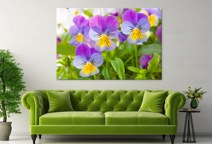 Beautiful pansy flowers in garden  Wall Art Decor 100% Australian Made