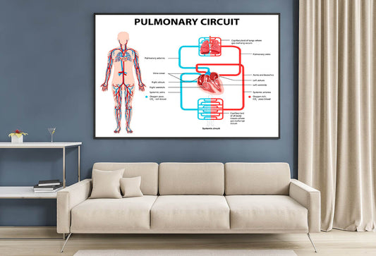 Pulmonary Circuit Diagram Home Decor Premium Quality Poster Print Choose Your Sizes