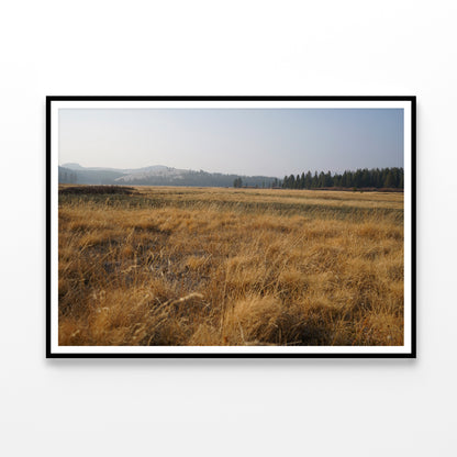 A Field Of Brown Grass with Trees in autumn Home Decor Premium Quality Poster Print Choose Your Sizes