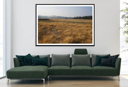 A Field Of Brown Grass with Trees in autumn Home Decor Premium Quality Poster Print Choose Your Sizes