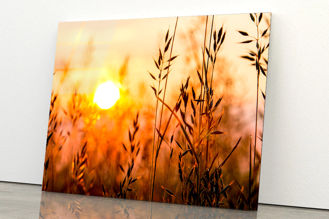 Close Up View of Red Sunrise Field Acrylic Glass Print Tempered Glass Wall Art 100% Made in Australia Ready to Hang