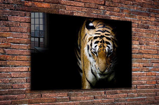 Tiger on Dark View UV Direct Aluminum Print Australian Made Quality