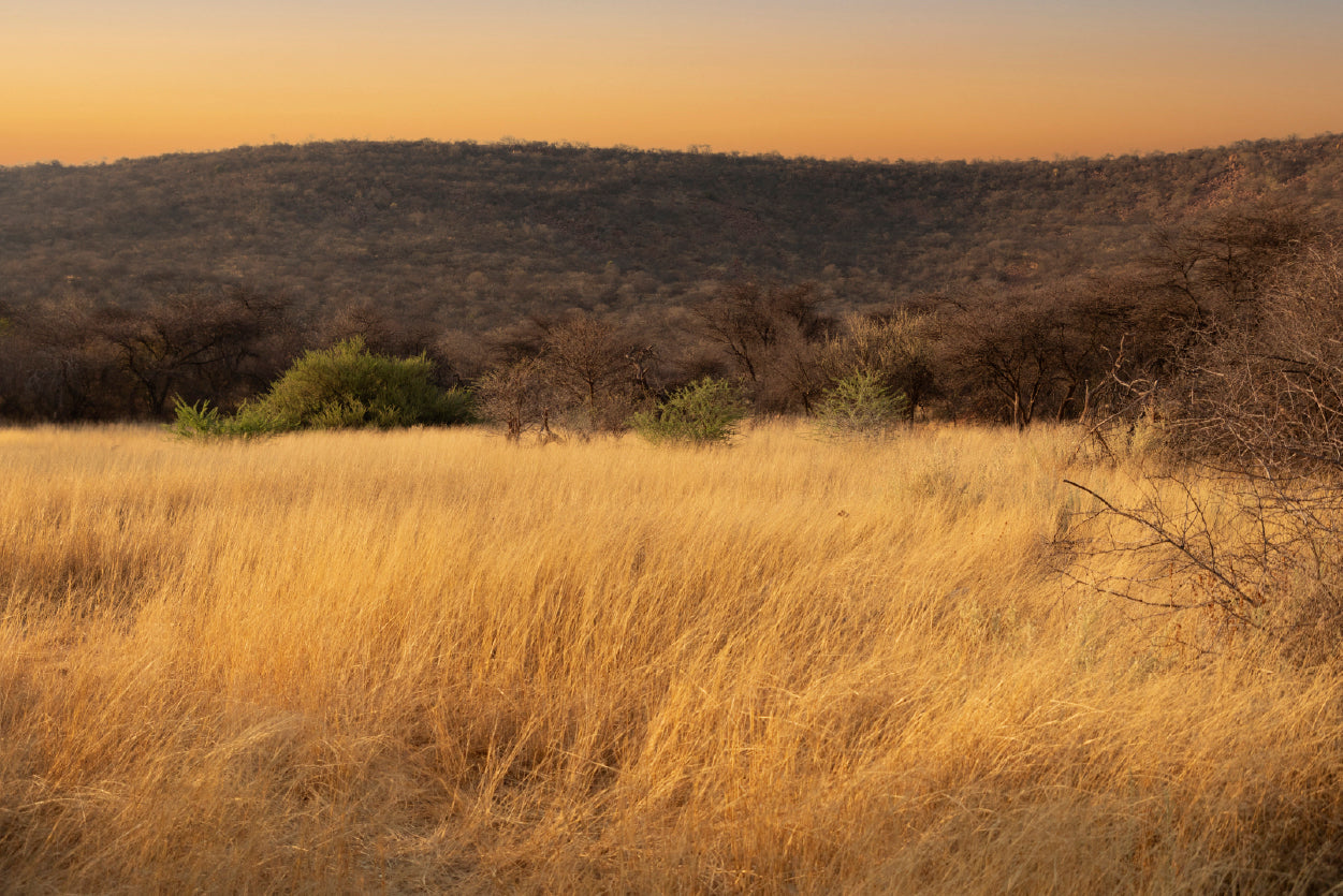 Grassland Glows Golden in the Morning in Namibia Home Decor Premium Quality Poster Print Choose Your Sizes