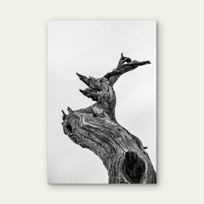 Black and White Photograph of Gnarled Tree Stump 40x60cm Metal Print Ready to Hang
