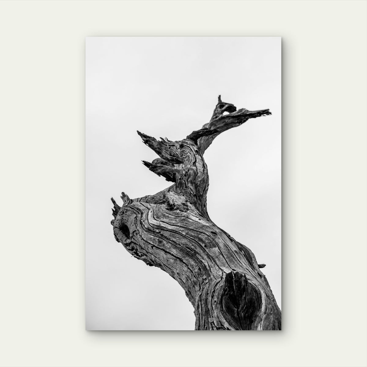 Black and White Photograph of Gnarled Tree Stump 60x90cm Metal Print Ready to Hang