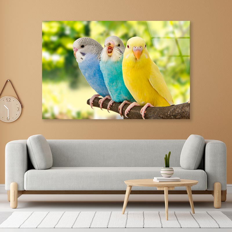 Budgies Are in The Roost on The Green Background Acrylic Glass Print Tempered Glass Wall Art 100% Made in Australia Ready to Hang