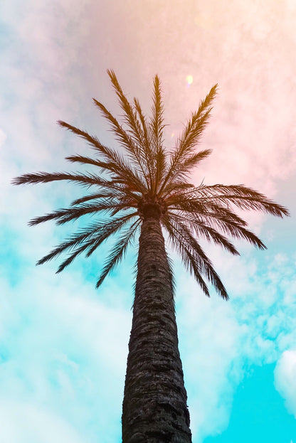 Palm Trees & Blue Pink Sky Scenery Photograph Glass Framed Wall Art, Ready to Hang Quality Print