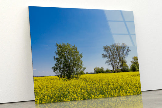 Yellow Canola Field with Trees Acrylic Glass Print Tempered Glass Wall Art 100% Made in Australia Ready to Hang