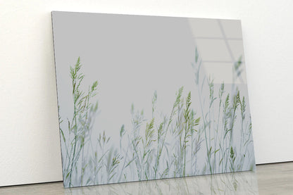 Group of Green Plants Field Acrylic Glass Print Tempered Glass Wall Art 100% Made in Australia Ready to Hang