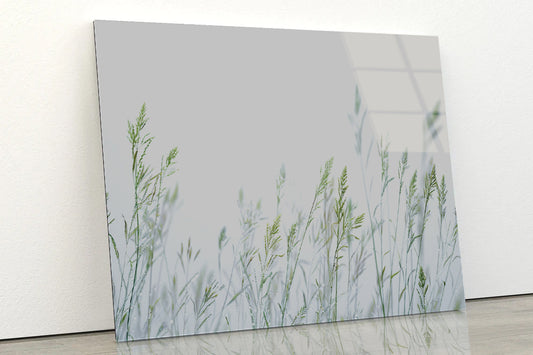 Group of Green Plants Field Acrylic Glass Print Tempered Glass Wall Art 100% Made in Australia Ready to Hang