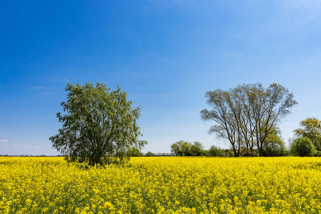 Yellow Canola Field with Trees Home Decor Premium Quality Poster Print Choose Your Sizes