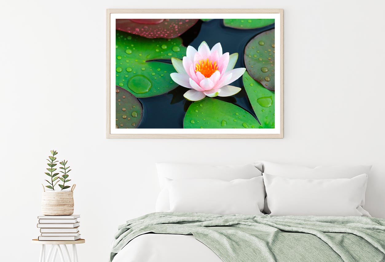 Pink Water Lily in A Pond with Green Leaves Home Decor Premium Quality Poster Print Choose Your Sizes