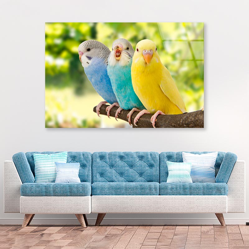 Budgies Are in The Roost on The Green Background Acrylic Glass Print Tempered Glass Wall Art 100% Made in Australia Ready to Hang