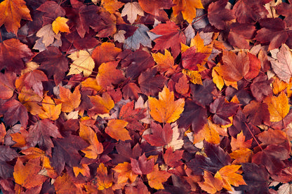 Autumn Leaves Closeup View Wall Art Decor 100% Australian Made