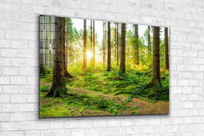 Forest Landscape View UV Direct Aluminum Print Australian Made Quality