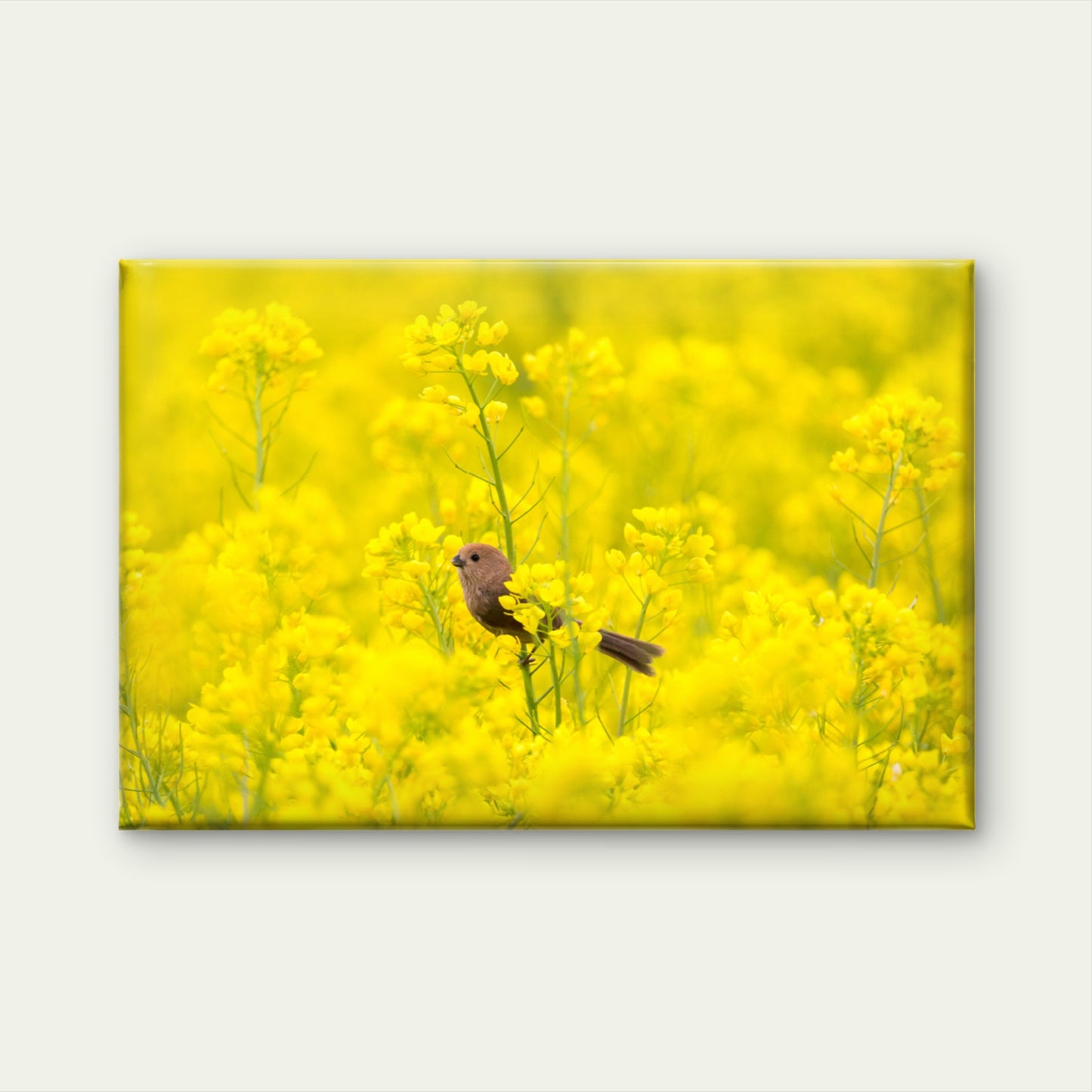 Bird in Rapeseed Field Korea Wall Art Decor 100% Australian Made