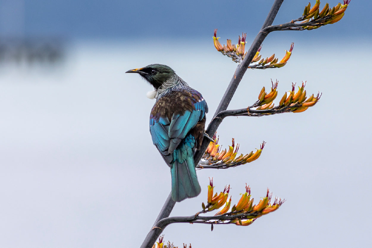 Tui Bird on New Zealand Flax Tree Home Decor Premium Quality Poster Print Choose Your Sizes