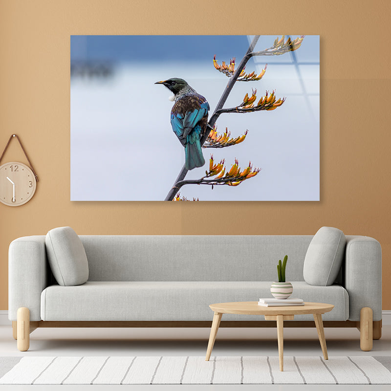 Tui Bird on New Zealand Flax Tree Acrylic Glass Print Tempered Glass Wall Art 100% Made in Australia Ready to Hang