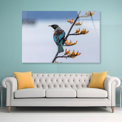 Tui Bird on New Zealand Flax Tree Acrylic Glass Print Tempered Glass Wall Art 100% Made in Australia Ready to Hang