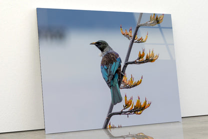 Tui Bird on New Zealand Flax Tree Acrylic Glass Print Tempered Glass Wall Art 100% Made in Australia Ready to Hang