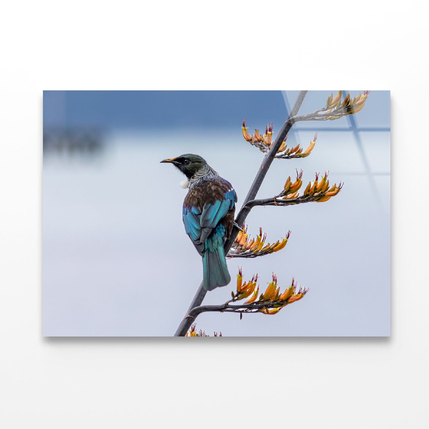 Tui Bird on New Zealand Flax Tree Acrylic Glass Print Tempered Glass Wall Art 100% Made in Australia Ready to Hang