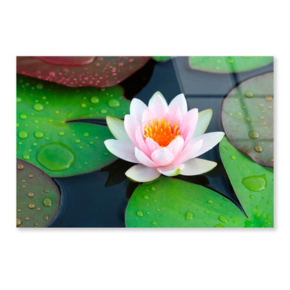 Pink Water Lily in A Pond with Green Leaves Acrylic Glass Print Tempered Glass Wall Art 100% Made in Australia Ready to Hang